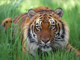 tigre-del-bengala1